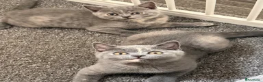 British Shorthair 2