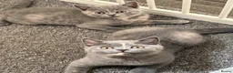 British Shorthair cats for sale: British shorthair  - Advert 3