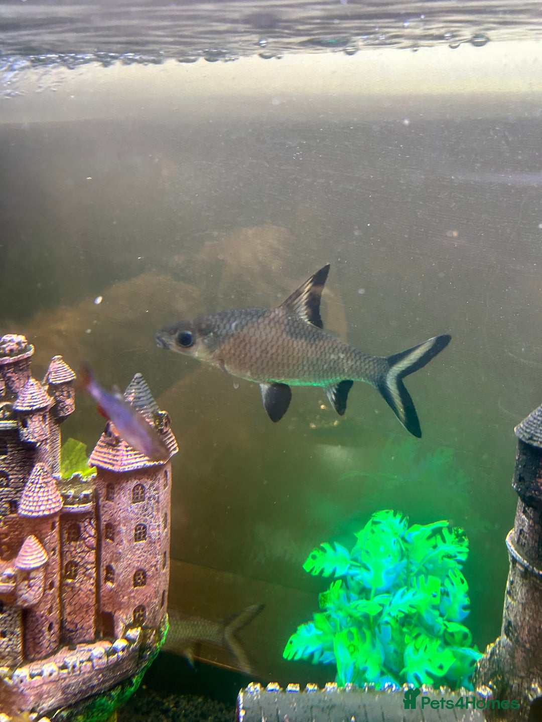 Sharks fish for sale: 3 x Large Bala sharks - Image 2