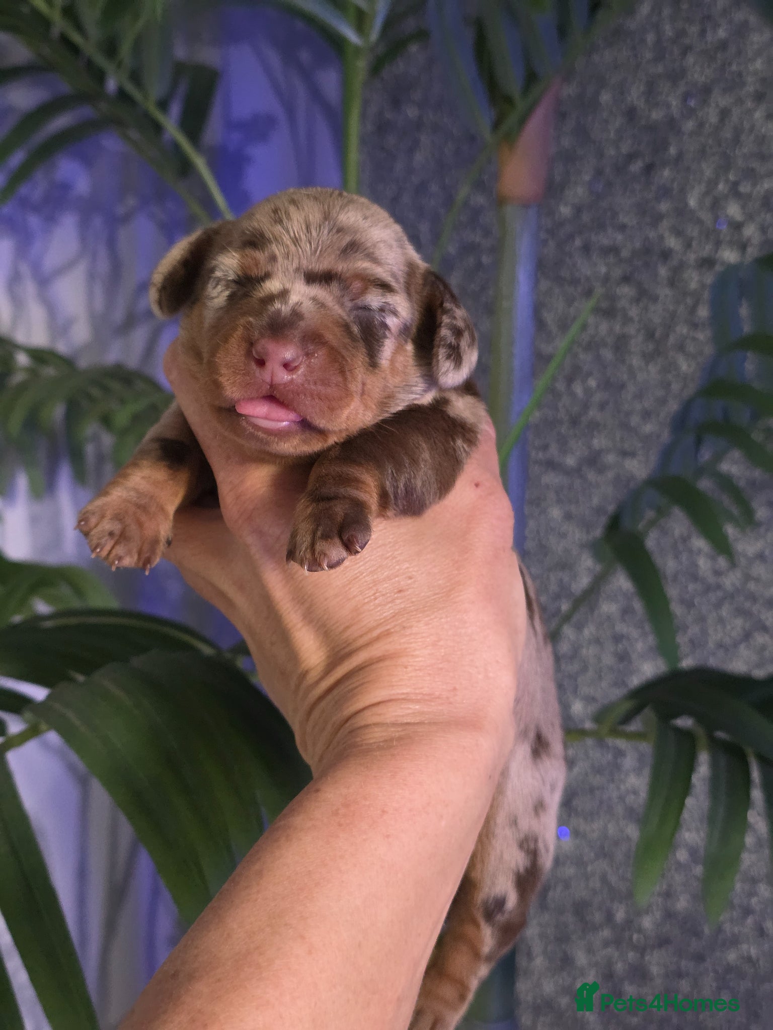 Miniature Dachshund dogs Miniature Dachshund  - Advert 14