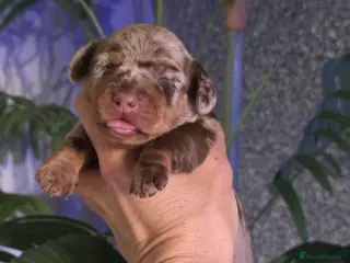 Miniature Dachshund dogs Miniature Dachshund - Advert 14