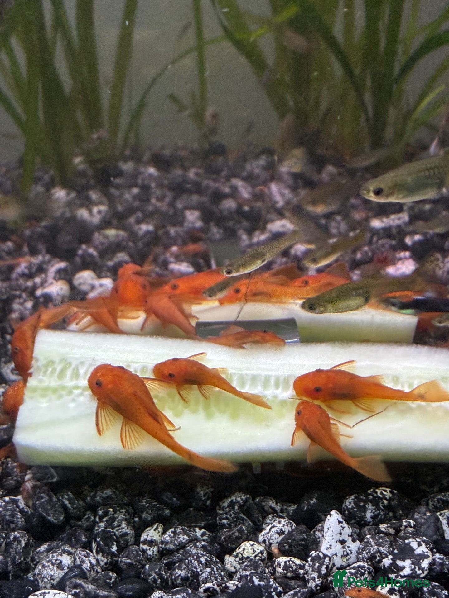 Plecos fish Super red bristlenose plecos  - Advert 7