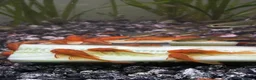 Plecos fish for sale: Super red bristlenose plecos  in Morden - Advert 1