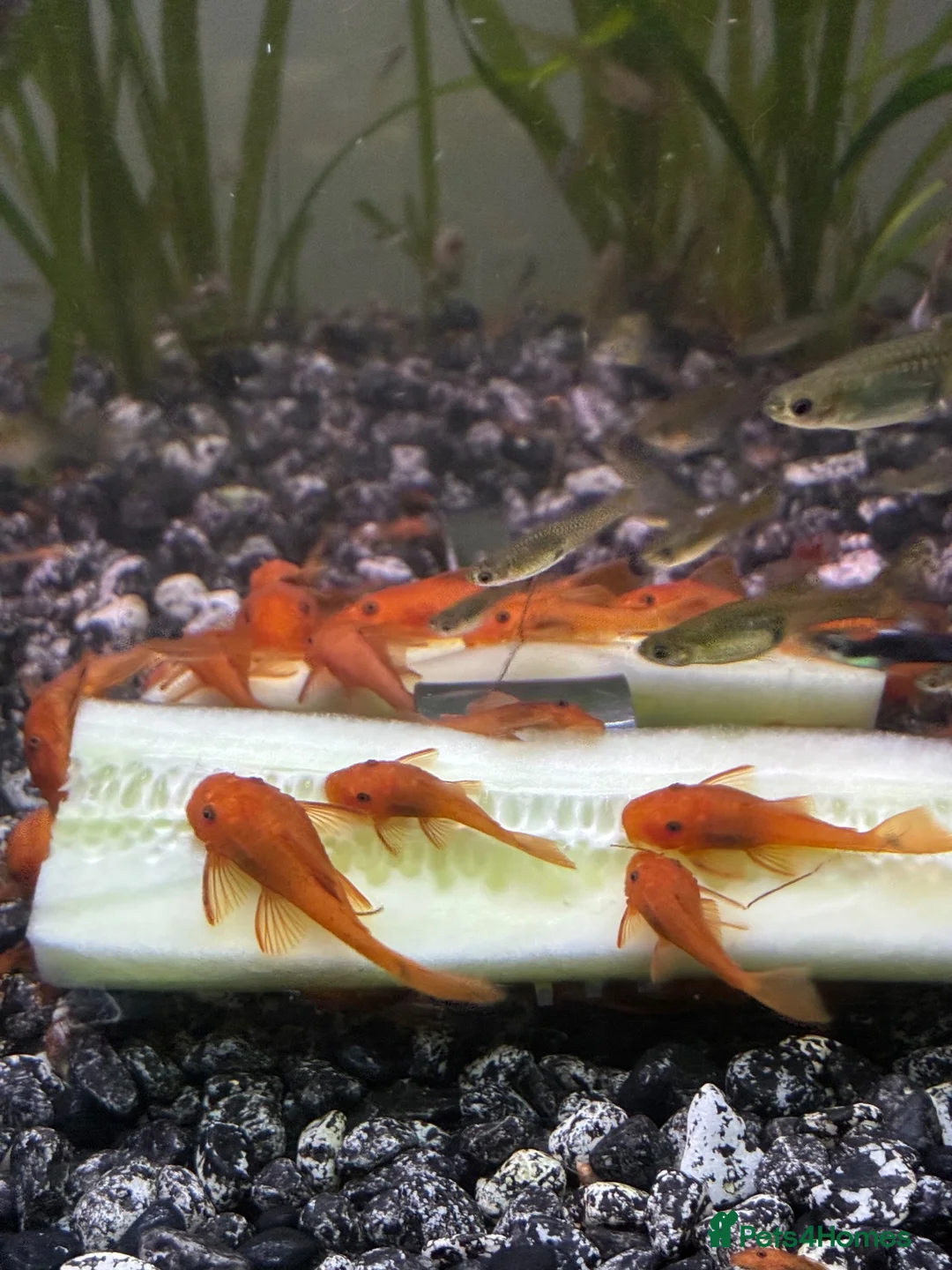 Plecos fish for sale: Super red bristlenose plecos  in Morden - Advert 1