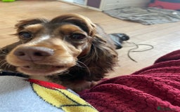 Cocker Spaniel dogs for sale: Beautiful KC Show Cocker girl DNA tested  - Image 4