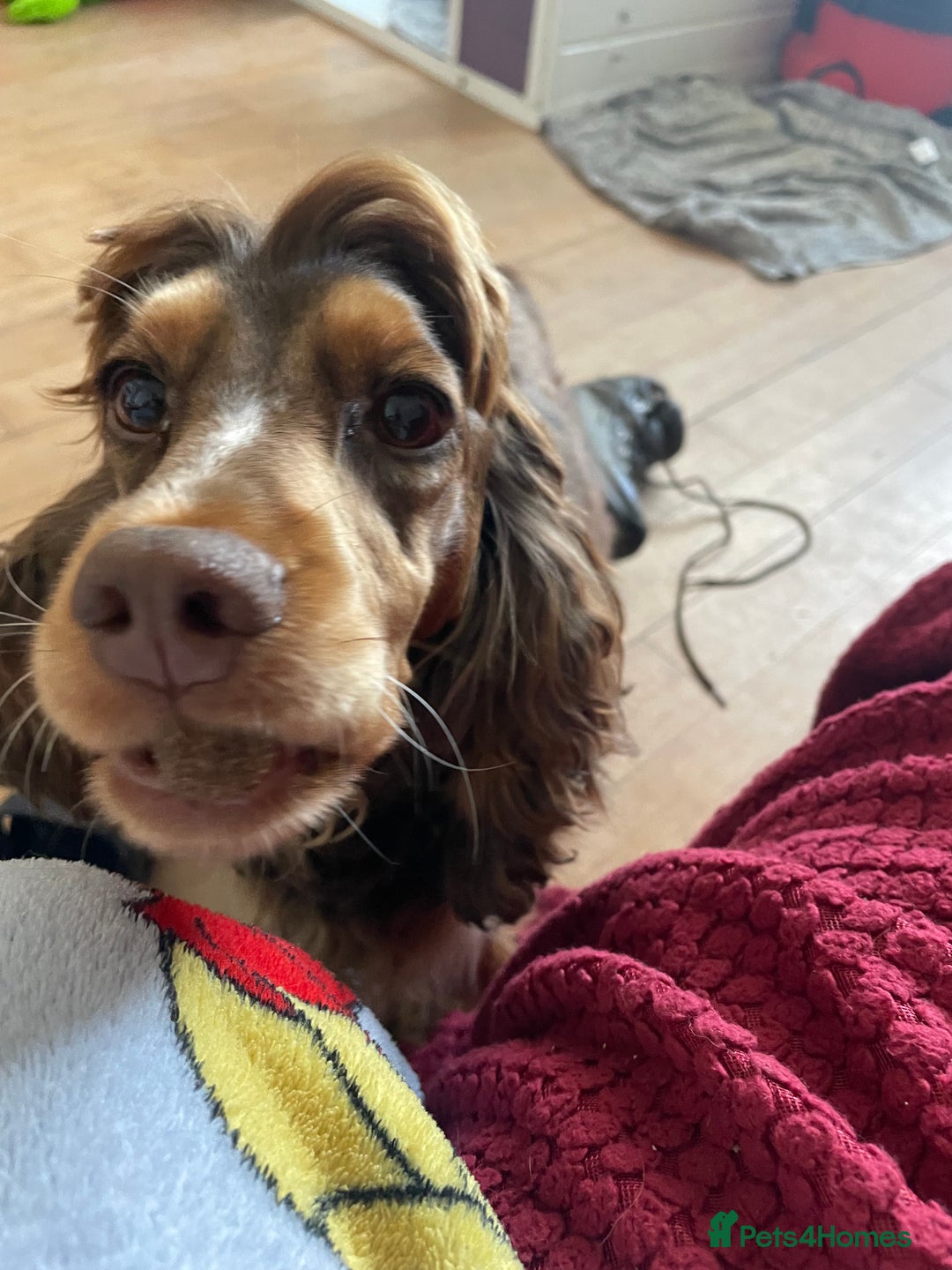 Cocker Spaniel dogs for sale: Beautiful KC Show Cocker girl DNA tested  - Image 4