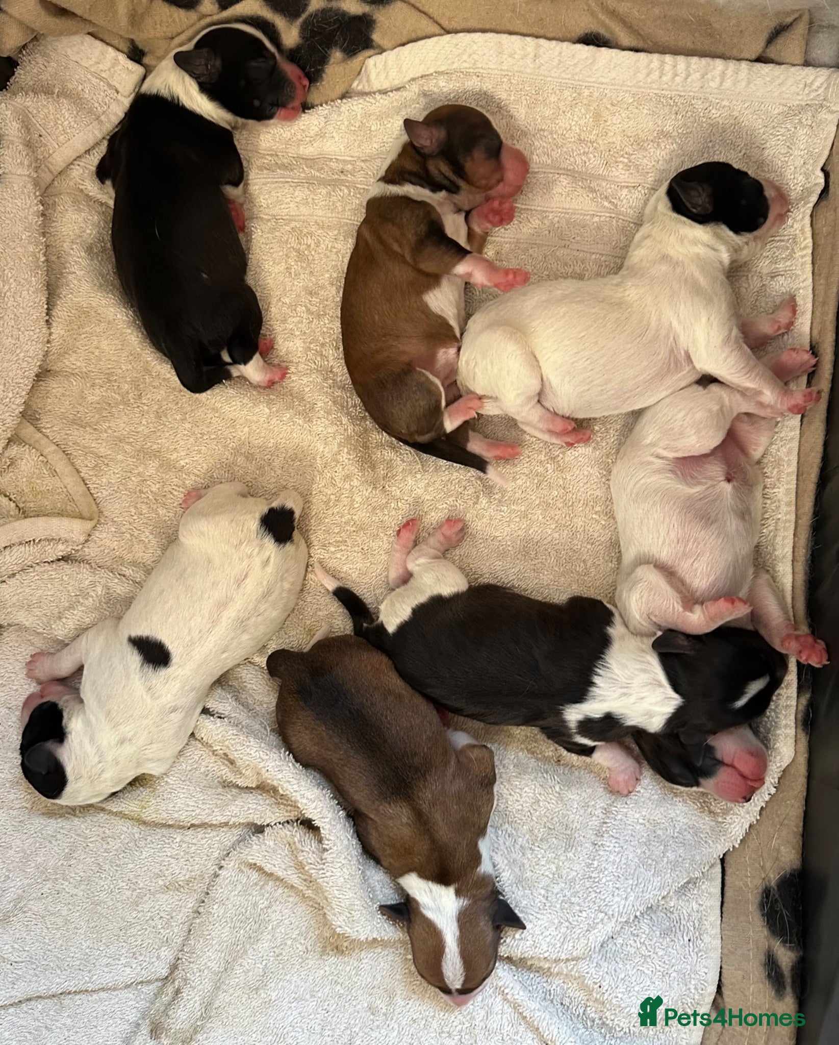 Mixed Breed dogs Cutest jack russell / spaniel / collie mix - Advert 1