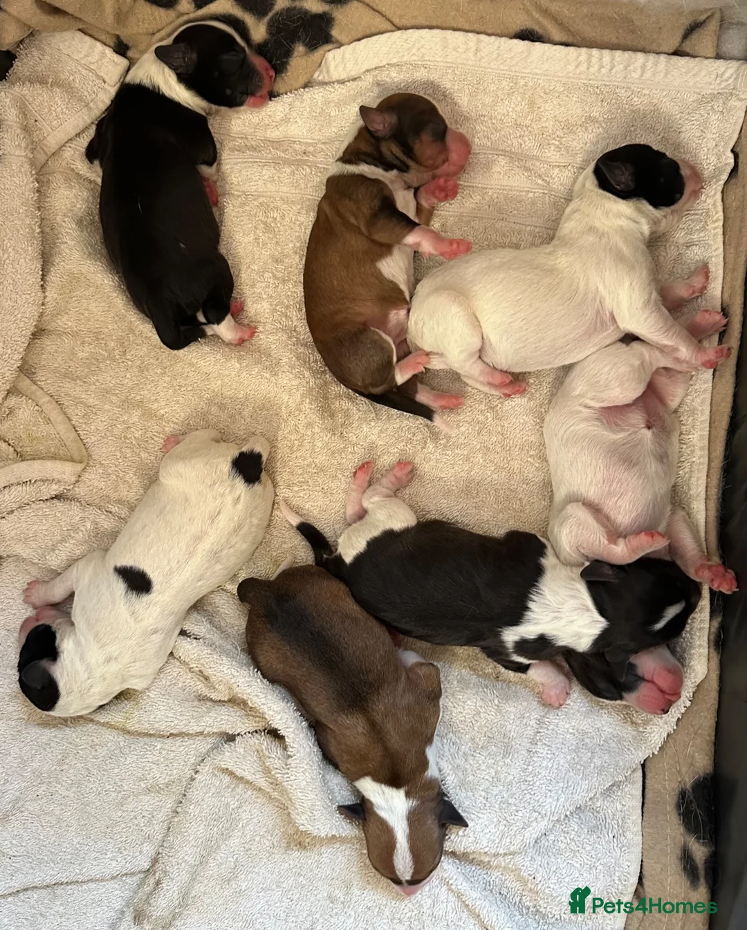 Mixed Breed dogs for sale: Cutest jack russell / spaniel / collie mix - Advert 1