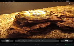 Turtle reptiles for sale: Horsefeild turtle  - Image 3