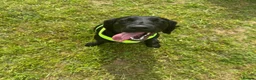 Springador dogs for sale: Lola  - Advert 3