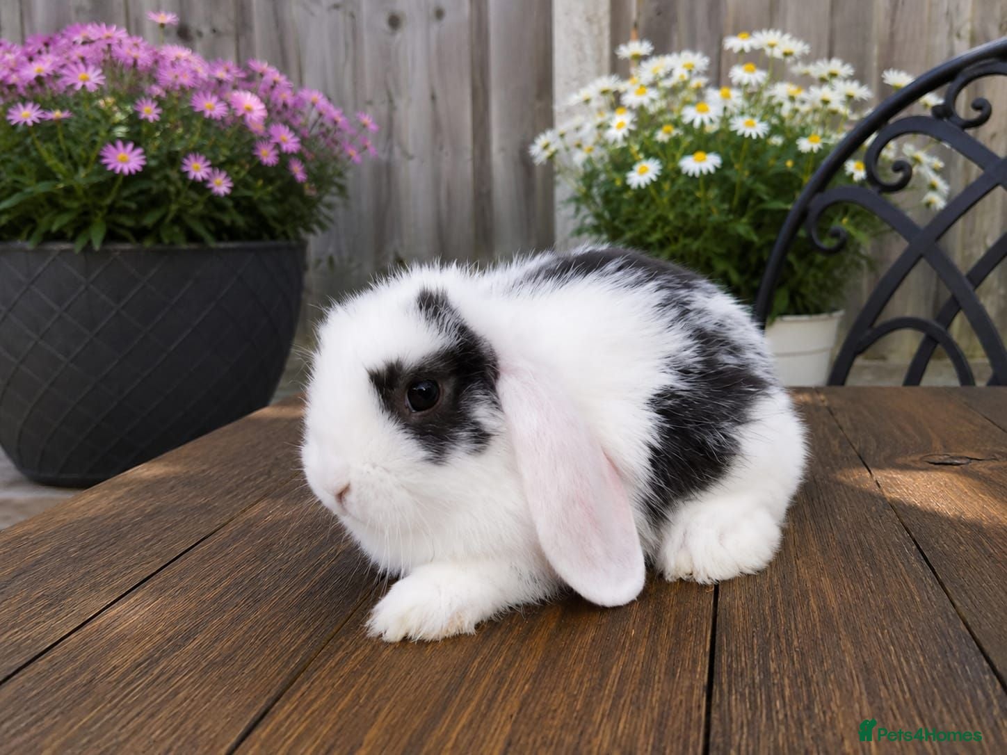 Mini Lop rabbits Minilop bunnies  - Advert 1