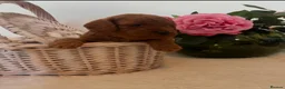 Cockapoo dogs for sale: 🐶✨ 8 Beautiful FB1 Cockapoo Puppies ✨🐶  - Advert 19