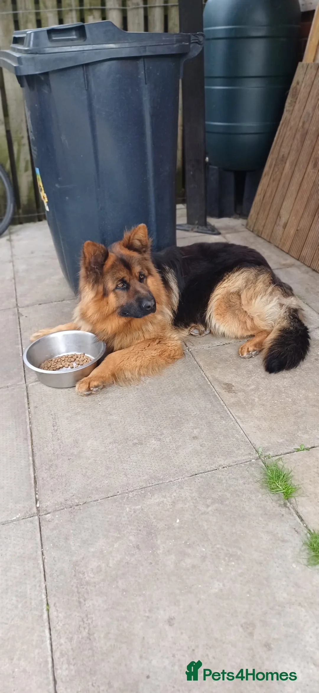 German Shepherd dogs for sale: Long-haired German sheperd puppies - Advert 2