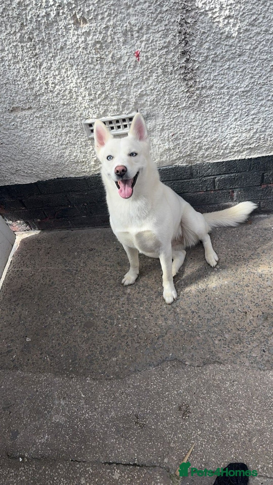 Siberian Husky dogs for sale: //REHOME// Chase the Siberian Husky Puppy - Advert 5