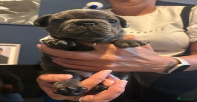 French Bulldog dogs - Advert 10