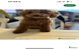 Cavapoo dogs for sale: Gorgeous Puppies ✨🐶 5 in litter Cavapo f1b dog   - Image 6