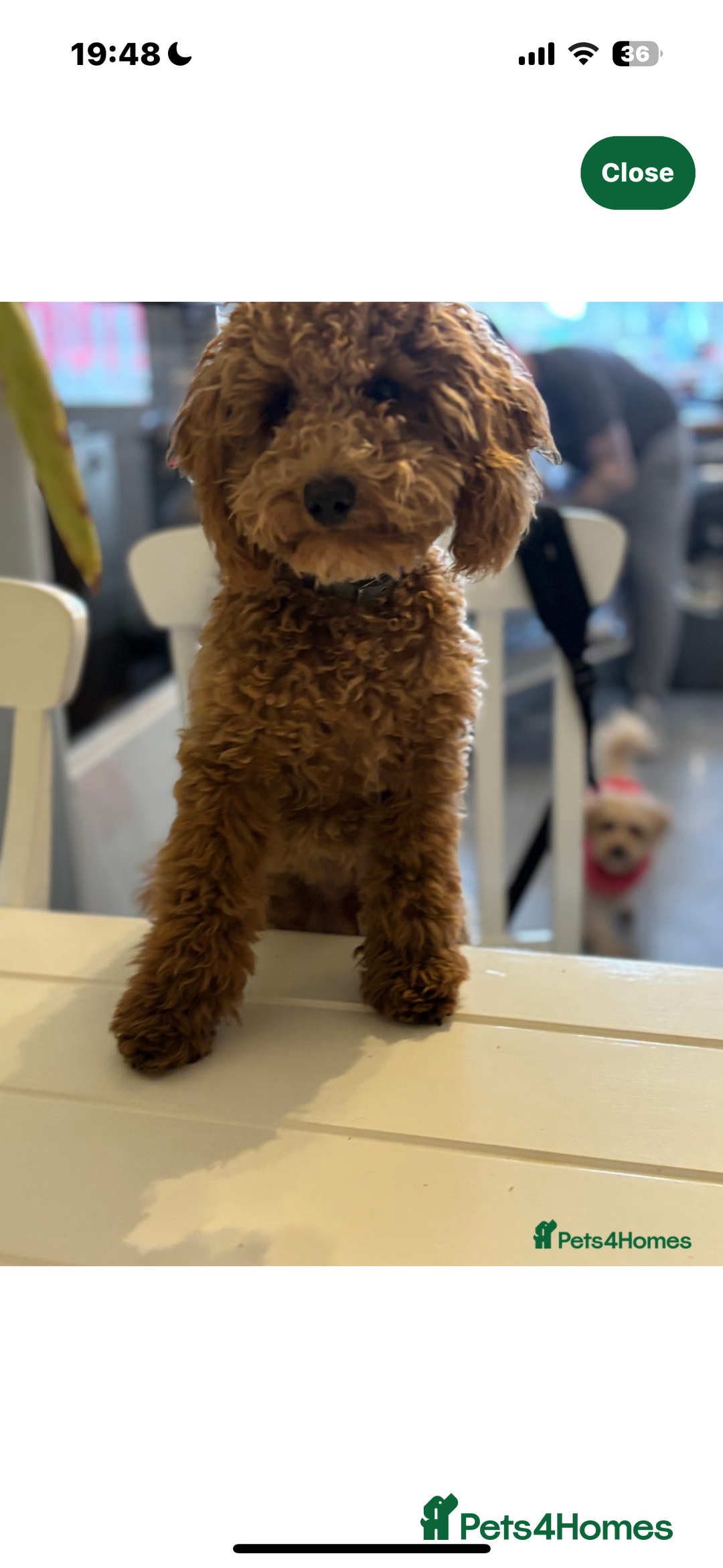 Cavapoo dogs for sale: Gorgeous Puppies ✨🐶 5 in litter Cavapo f1b dog   - Image 6