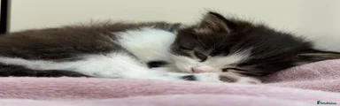 Mixed Breed Kitten 3