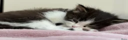 Mixed Breed cats for sale: Super cute kittens - Advert 3
