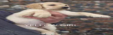 Golden Retriever YELLOW GIRL 