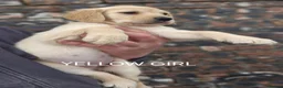 Golden Retriever dogs for sale: KC GOLDEN RETRIEVER PUPS HEALTH TESTED PARENTS  - Advert 15