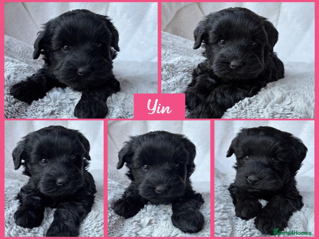 Miniature Schnauzer dogs for sale: BVA/MAC TESTED CLEAR - KC REG 2 BLACK GIRLS - Advert 2
