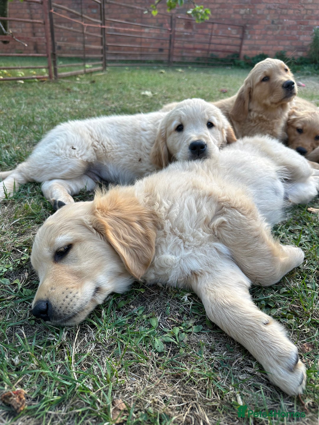 Golden Retriever dogs for sale: 4 KC registered Golden Retriever puppies  - Image 37