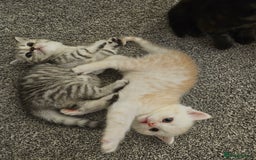 Scottish Fold cats for sale: Adorable Scottish fold Straight Ears Kittens  - Image 13
