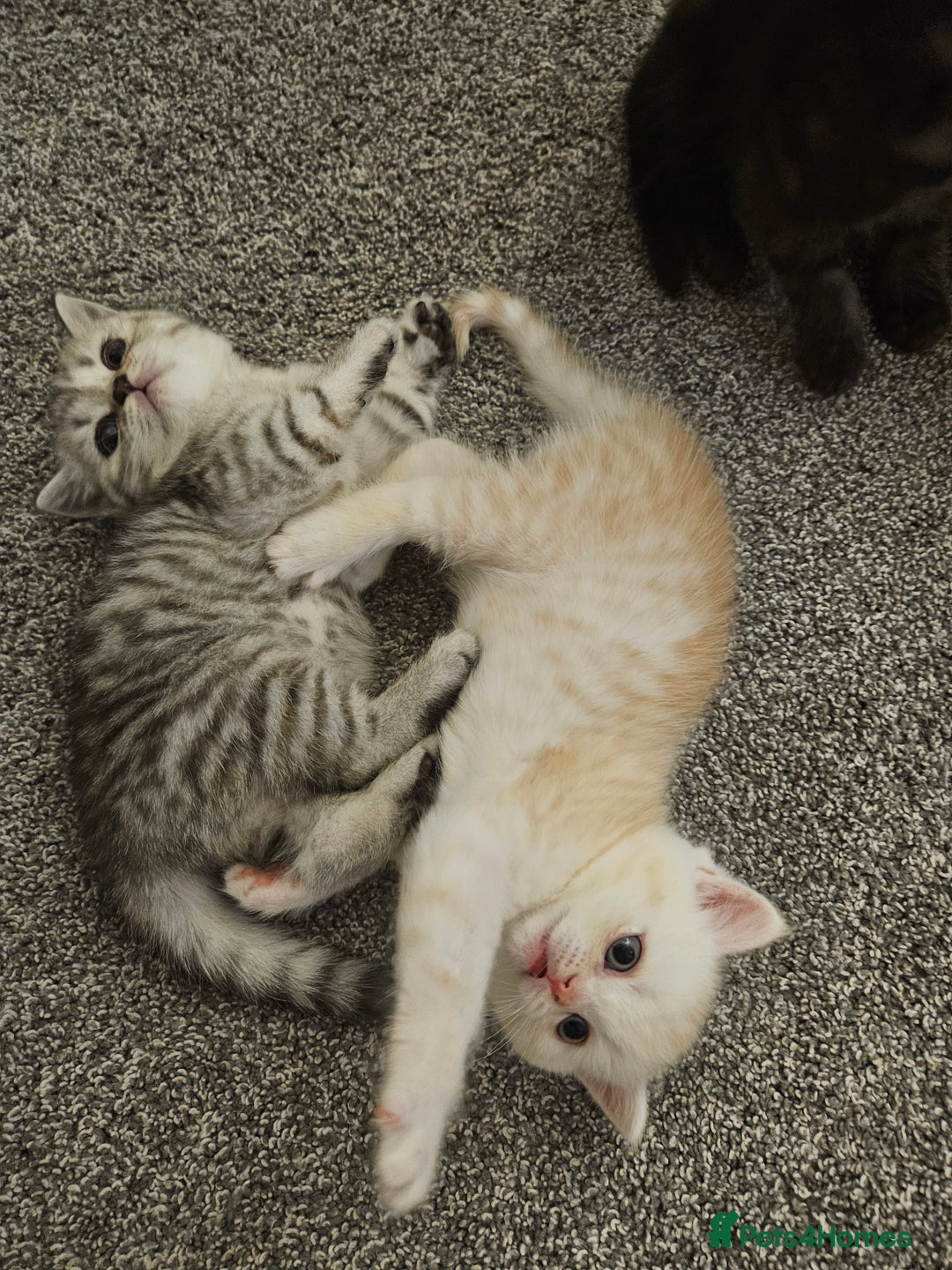 Scottish Fold cats for sale: Adorable Scottish fold Straight Ears Kittens  - Image 13