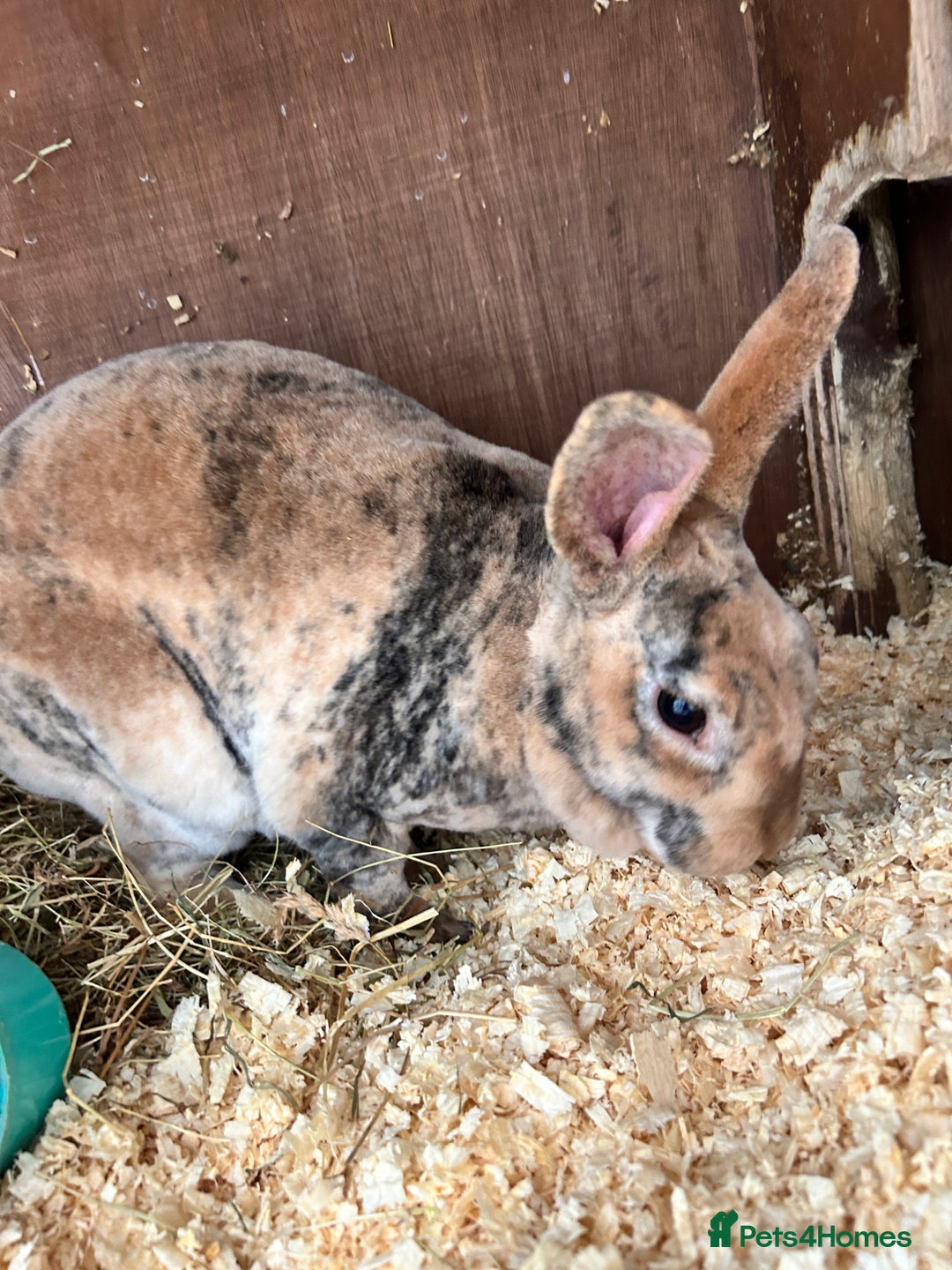Mixed Breed rabbits for sale: Rabbits for sale  - Advert 1