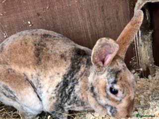 Mixed Breed rabbits Rabbits for sale - Advert 4
