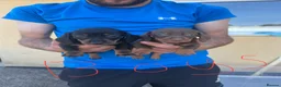 Dachshund dogs for sale: Dachshund puppies  - Advert 10
