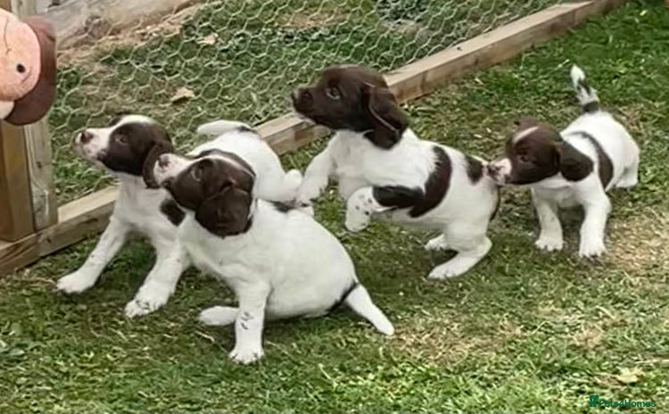 English Springer Spaniel dogs - Advert 1