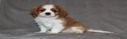 Cavalier King Charles Spaniel dogs for sale: Heart and health tested, KC registered. - Advert 19