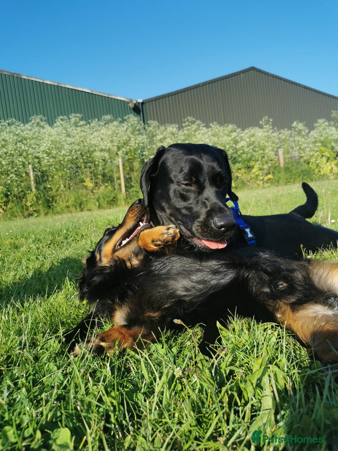 Miniature Dachshund dogs for sale:  long haired miniature dachshund male KC registere - Advert 26