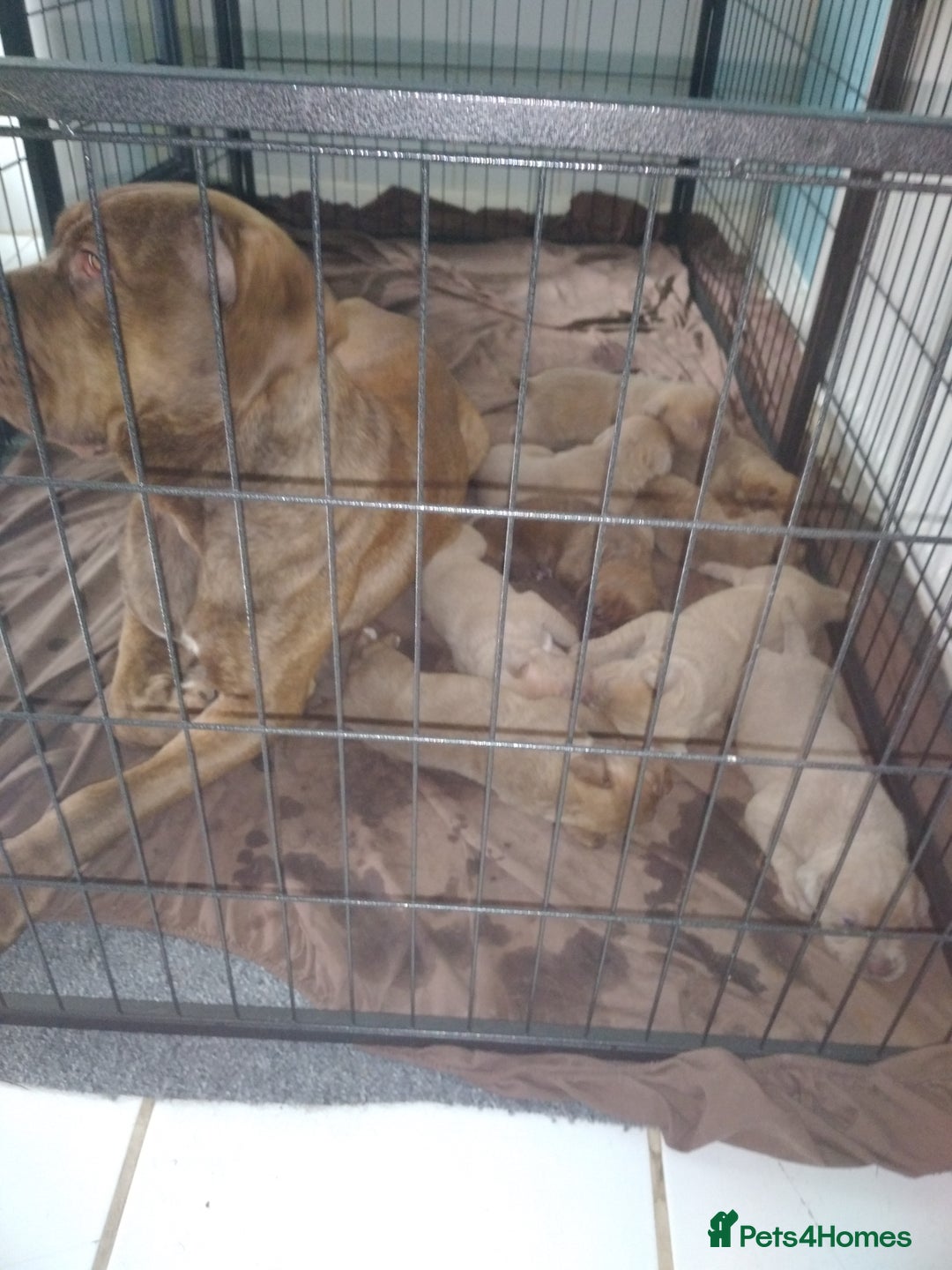 Mixed Breed dogs for sale: Karma - Advert 8