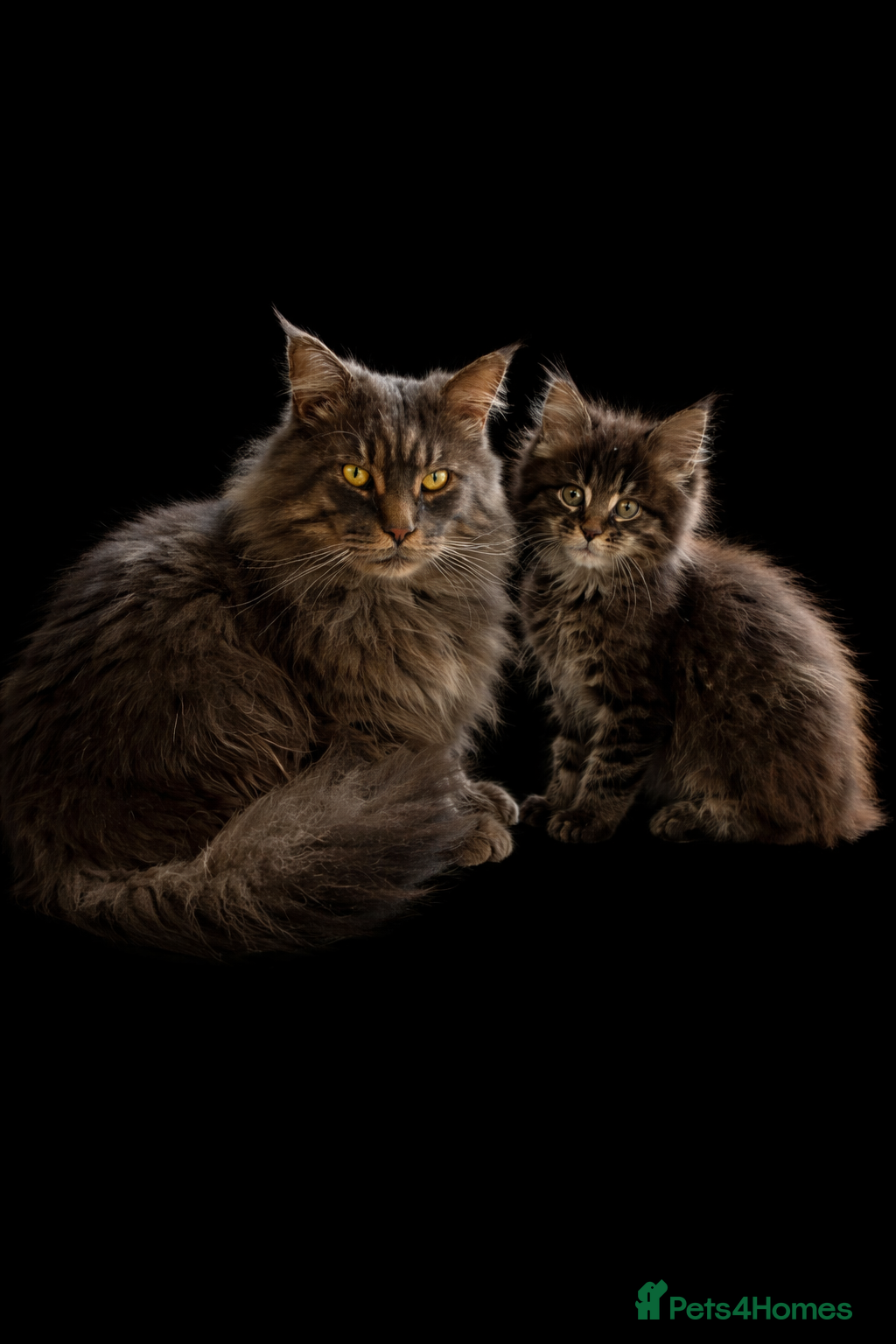 Maine Coon cats 2 Left TICA MAINE COON KITTENS ACTIVE AVAILABLE  - Advert 18
