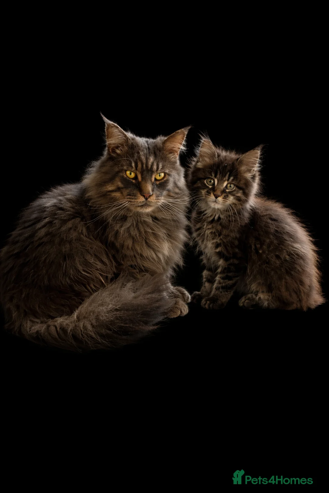 Maine Coon cats for sale: 2 Left TICA MAINE COON KITTENS ACTIVE AVAILABLE  - Advert 1
