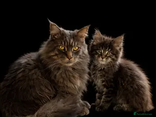 Maine Coon cats 2 Left TICA MAINE COON KITTENS ACTIVE AVAILABLE - Advert 18