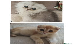 Scottish Fold cats for sale: Scottish Fold Kittens ( Delivery available) - Advert 5