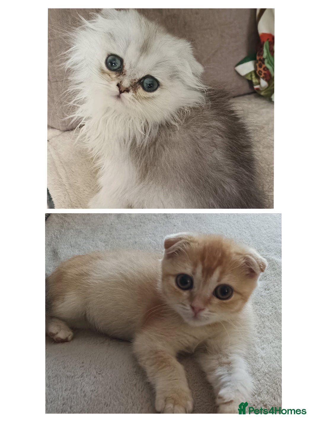 Scottish Fold cats for sale: Scottish Fold Kittens ( Delivery available) - Advert 5
