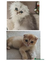 Scottish Fold cats Scottish Fold Kittens ( Delivery available) - Advert 8