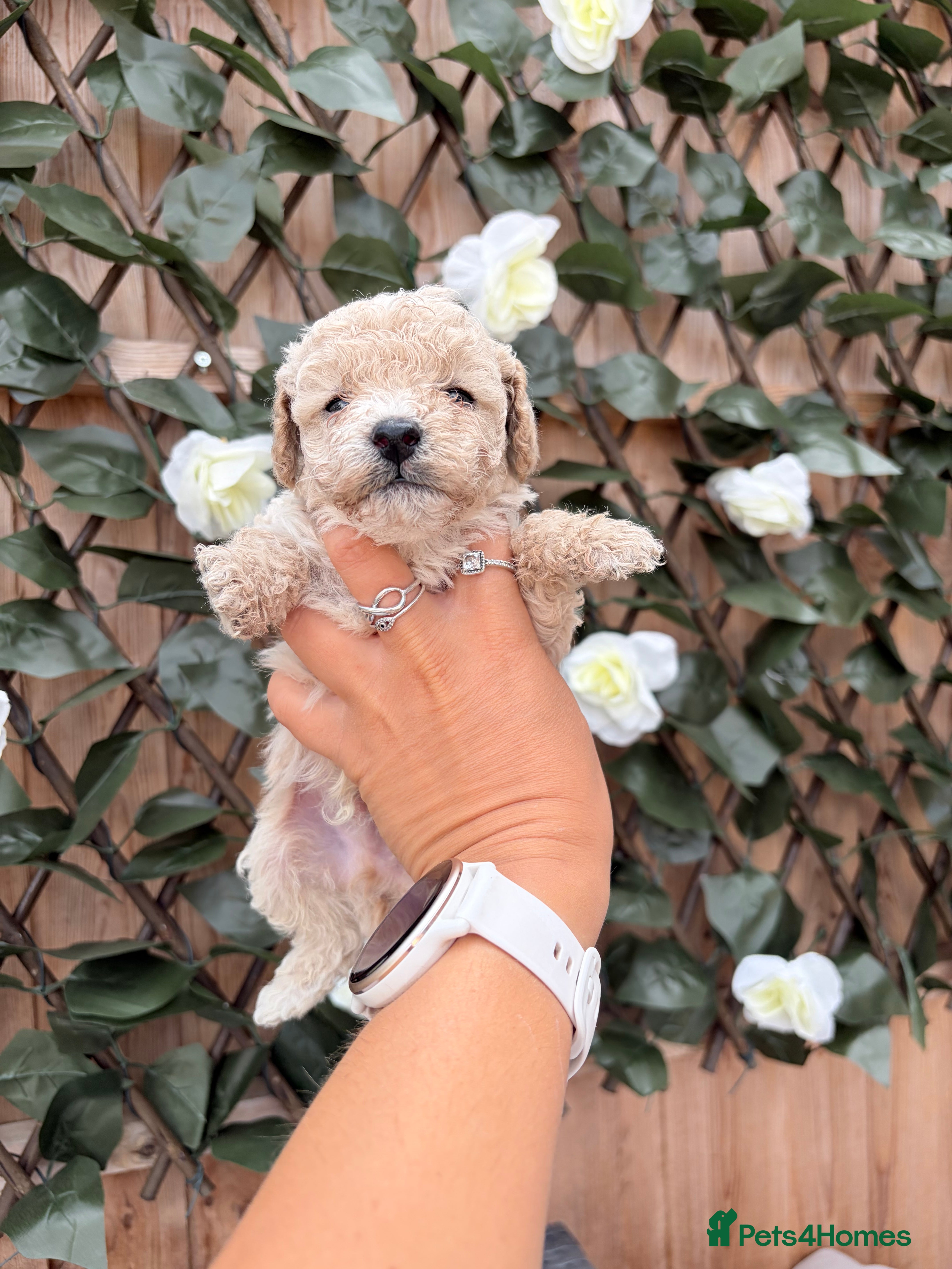 Poochon dogs Gorgeous poochon puppies  - Advert 20