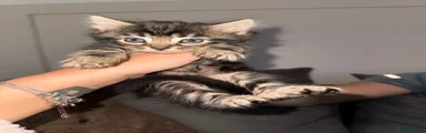 Mixed Breed Kitten 3