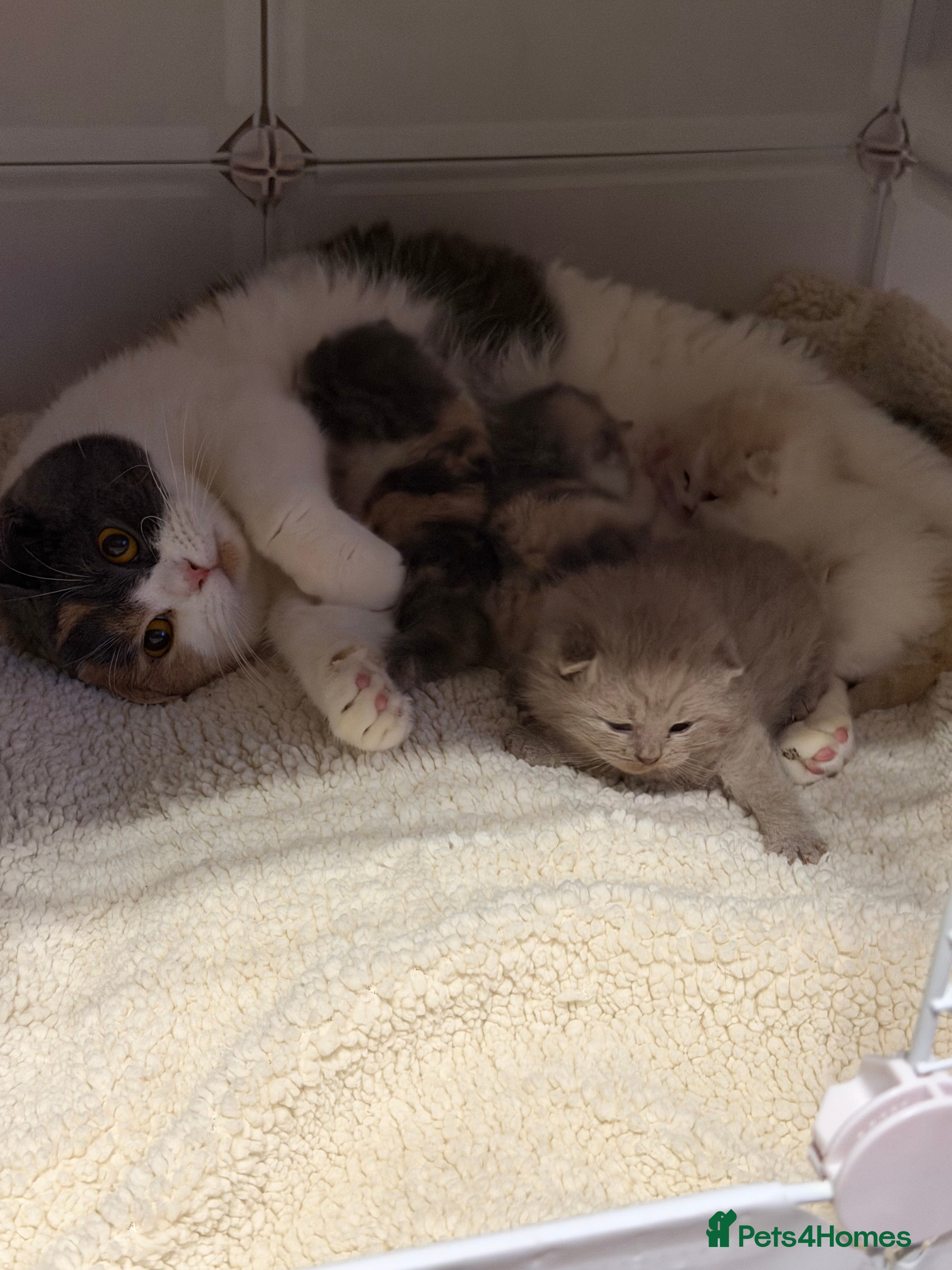 British Shorthair cats British shorthair kittens in a rainbow of colours  - Advert 1