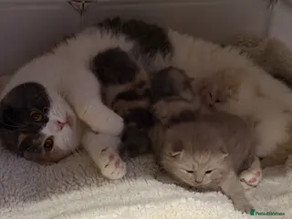 British Shorthair cats British shorthair kittens in a rainbow of colours - Advert 1