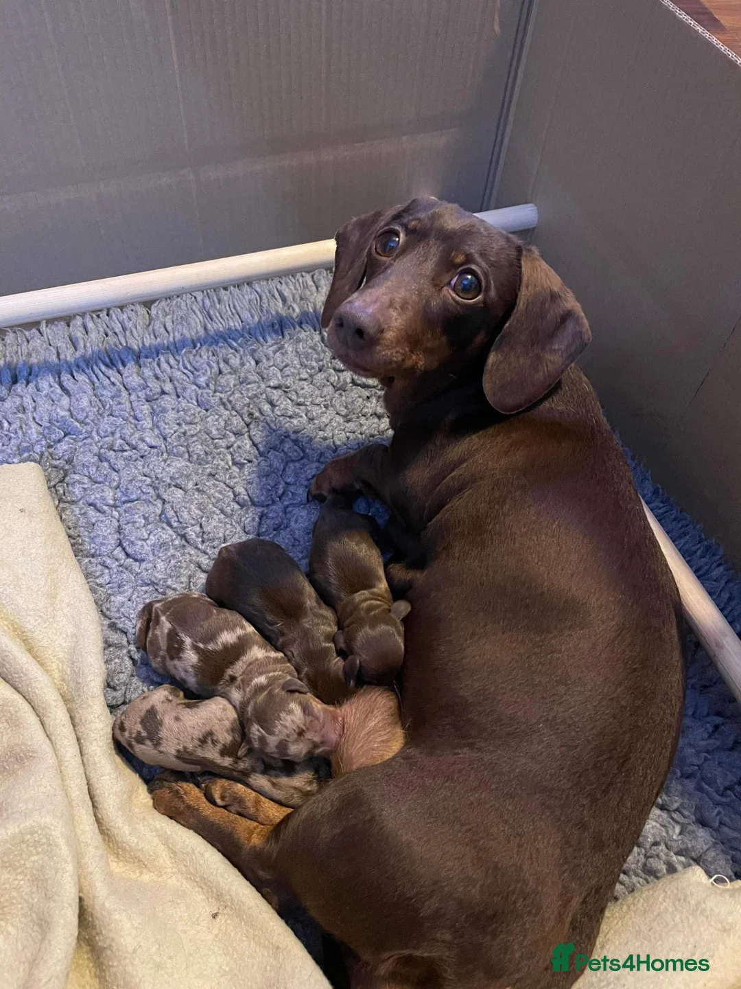 Miniature Dachshund dogs for stud: SLICE - Super Chocolate Dapple Miniature Stud in Dalry - Advert 18