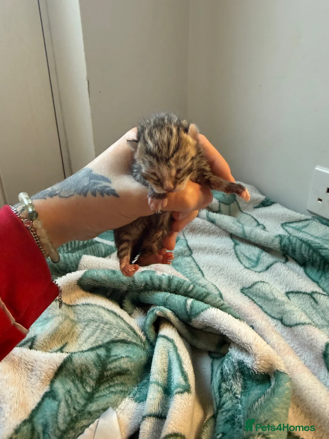 British Shorthair cats for sale: Bsh cross kittens  - Advert 2