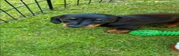 Dachshund dogs for sale: last girl ready for her forever home  in Poulton-le-Fylde - Advert 2