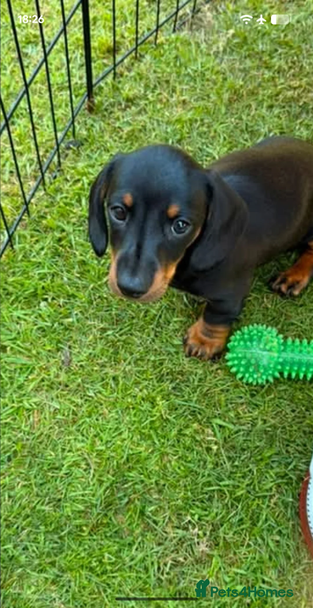 Dachshund dogs for sale: last girl ready for her forever home  in Poulton-le-Fylde - Advert 2